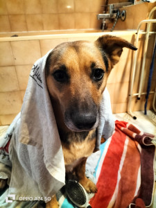 Photo de galerie - Lavage de Mlle Diana .. après la promenade 