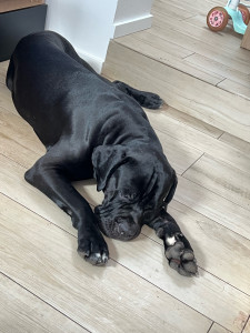 Photo de galerie - Garde chien à domicile 