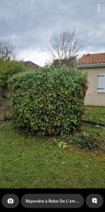 Photo de galerie - Elagage et coupe d'arbres