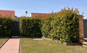 Photo de galerie - Taille de haies et d'arbustes