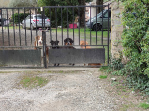 Photo de galerie - Pensionnaires de différentes familles 