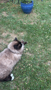 Photo de galerie - Garde animaux
