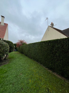 Photo de galerie - Taille de haie 