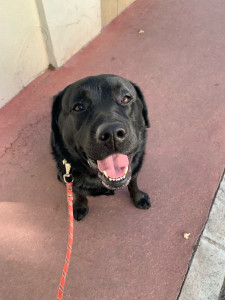 Photo de galerie - Garde chien