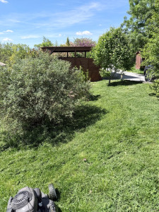 Photo de galerie - Tonte pelouse 