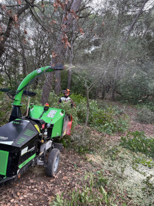 Photo de galerie - Elagage et coupe d'arbres