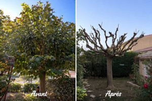Photo de galerie - Taille mûrier platane 