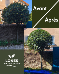 Photo de galerie - Taille Laurier