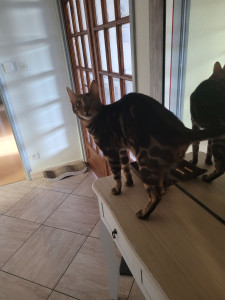 Photo de galerie - Garde de chat régulier 