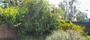 Photo de galerie - Débroussaillage jardinet avant
