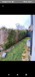 Photo de galerie - Elagage et coupe d'arbres