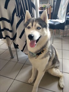 Photo de galerie - Garde animaux