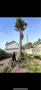 Photo de galerie - élagage palmier 