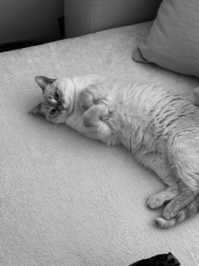 Photo de galerie - Visite chat à domicile. nettoyage litière, câlins et petits jeux 