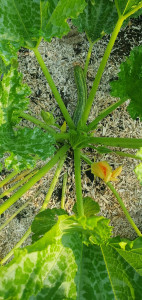 Photo de galerie - Semis courgettes, rempotage puis repiquage en pleine terre 