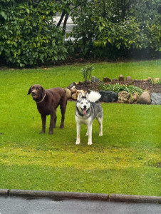 Photo de galerie - Balade avec Laika ?