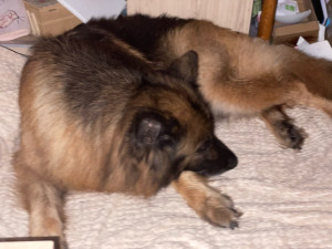 Photo de galerie - Garde chien