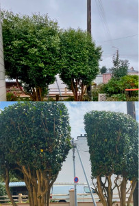 Photo de galerie - Taille de haies et d'arbustes