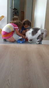 Photo de galerie - Garde de chats, litière, croquettes, compagnie, promenade, câlins. 