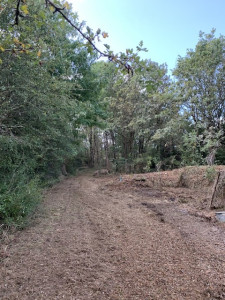 Photo de galerie - Débroussaillaient terrain , roncier 