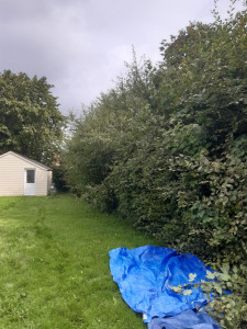 Photo de galerie - Taille de haies et d'arbustes