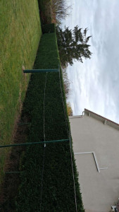 Photo de galerie - Taillage de haie sur les 3côtés

