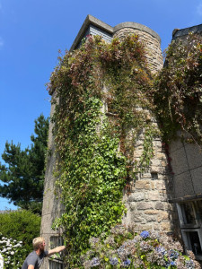 Photo de galerie - Nettoyage et évacuation du lierre qui avait envahi le pignon 