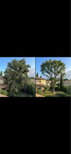 Photo de galerie - Elagage Darbres