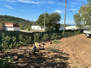 Photo de galerie - Plantation d’une haie de photinia red ( rouge ) sur 45ml .. prochainement la pose du goutte à goutte afin de faire des économies sur l’arrosage…  