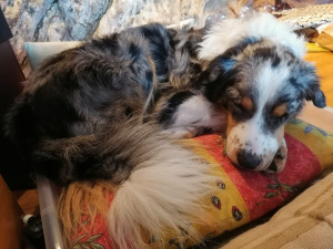 Photo de galerie - Garde d'un chien 