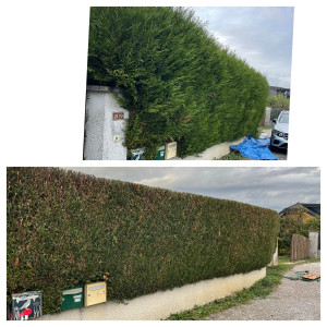 Photo de galerie - Taille de haies et d'arbustes
