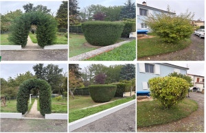 Photo de galerie - Taille d’arbustes 