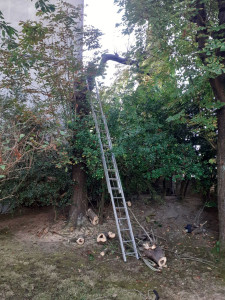 Photo de galerie - Elagage et coupe d'arbres