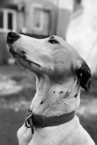 Photo de galerie - Pongo dalmatien de 3 ans 