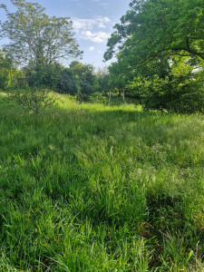 Photo de galerie - Tonte de pelouse - Débroussaillage