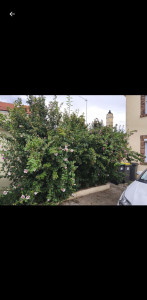 Photo de galerie - Taille de haies et d'arbustes