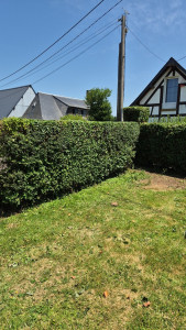 Photo de galerie - Taille de haies et d'arbustes