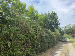 Photo de galerie - Coupe de haie et branches d’arbres pour sécuriser fils électrique et fibre