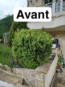 Photo de galerie - Taille de haies et d'arbustes