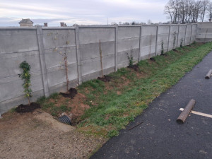 Photo de galerie - Plantation d arbustes grimpants
