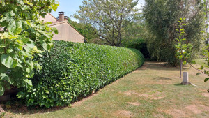 Photo de galerie - Taille de la haie avec arrondi parfait.