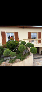 Photo de galerie - Taille d’arbuste 