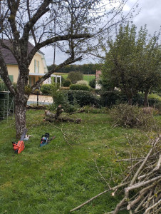 Photo de galerie - Coupe d'arbre 