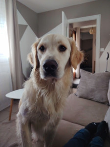 Photo de galerie - Garde chien
