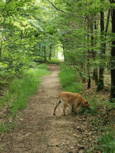 Photo de galerie - Diouk mon chien