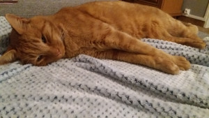 Photo de galerie - Crevette en mode relax !!