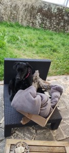 Photo de galerie - Garde chien