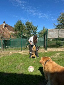 Photo de galerie - Garde de chien 