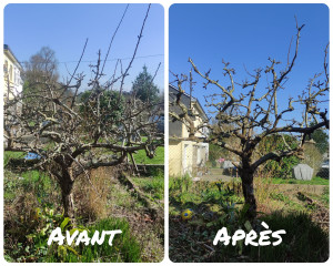 Photo de galerie - Taille fruitière de pommiers