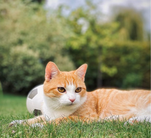 Photo de galerie - Détente au jardin 